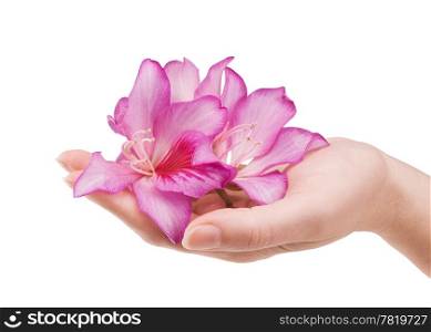 image of beautiful female hand with flower isolated on white