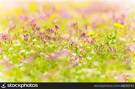 Image of beautiful floral glade, field of pink wildflower, abstract natural background, blooming meadow, shallow dof, selective focus, spring nature, panoramic landscape, fresh purple flowers