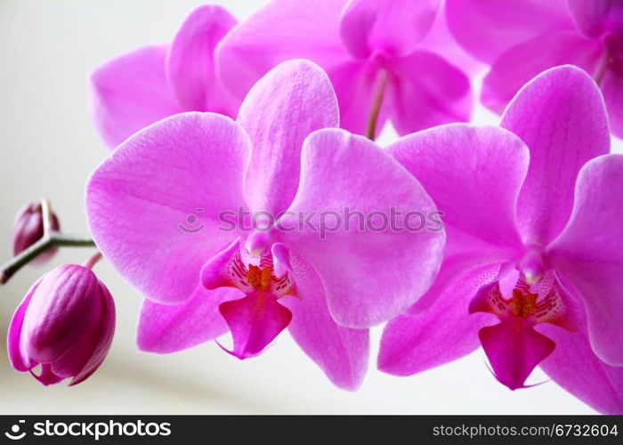 Image of beautiful orchid