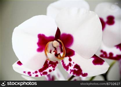 Image of beautiful orchid