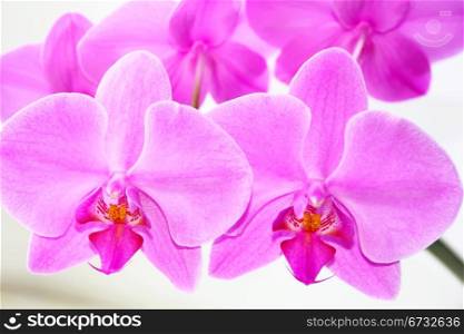 Image of beautiful orchid