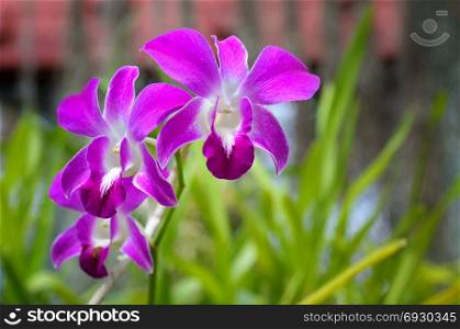 Image of beautiful purple orchid flowers in the garden. Floral background.Selective focus.