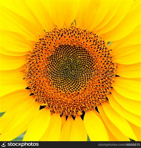 Image of beautiful sunflower photographed close