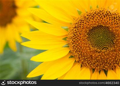 Image of beautiful sunflowers photographed close