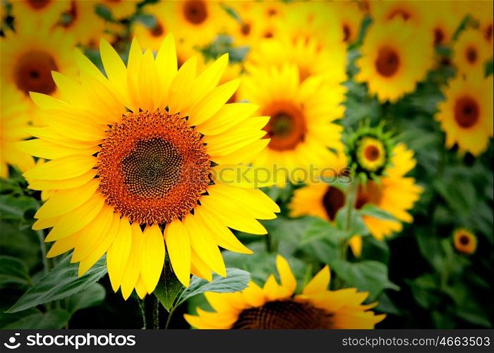 Image of beautiful sunflowers photographed close