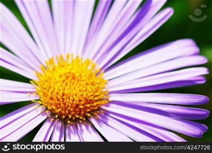 Image of beautiful violet flower