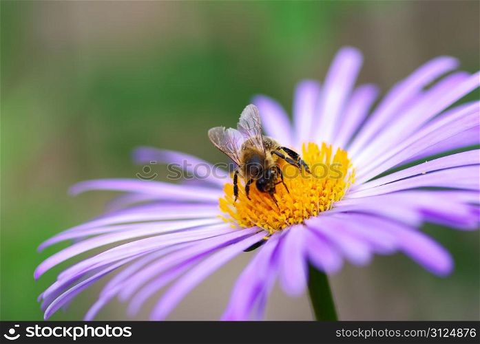 Image of beautiful violet flower and bee