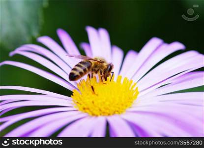 Image of beautiful violet flower and bee