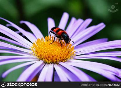 Image of beautiful violet flower and insect