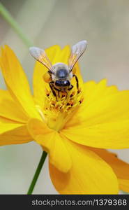 Image of bee or honeybee on yellow flower collects nectar. Golden honeybee on flower pollen. Insect. Animal