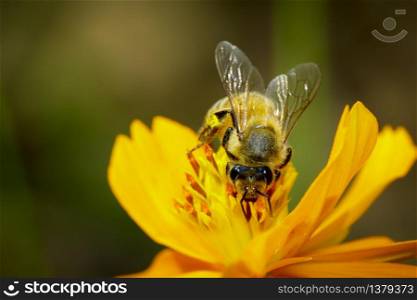 Image of bee or honeybee on yellow flower collects nectar. Golden honeybee on flower pollen. Insect. Animal