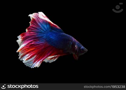 image of betta fish isolated on black background, action moving moment of Red Blue Rose Tail Betta, Siamese Fighting Fish