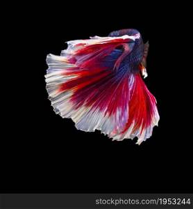 image of betta fish isolated on black background, action moving moment of Flower Half Moon Betta, Siamese Fighting Fish