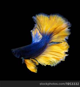 image of betta fish isolated on black background, action moving moment of Mustard Over Half Moon Betta, Siamese Fighting Fish