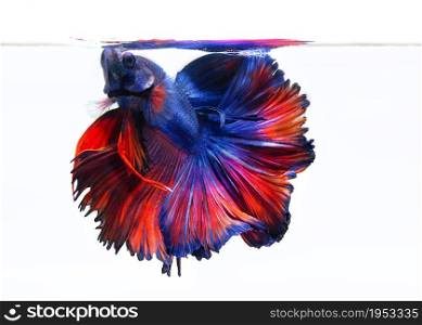 Image Of Betta Fish On White Background, Action Moving Moment Of Red Blue Rose Betta, Siamese Fighting Fish
