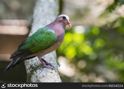 Image of bird (Common Emerald Dove) on nature background. Animals.