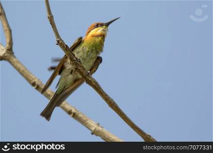 Image of bird (Green Bee-eater) on the branch on nature background. Wild Animals.