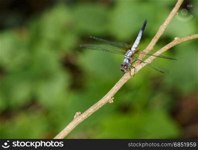 Image of blue dasher butterfly(Brachydiplax chalybea) on green leaves. Insect Animal