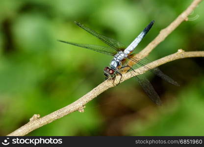 Image of blue dasher butterfly(Brachydiplax chalybea) on green leaves. Insect Animal