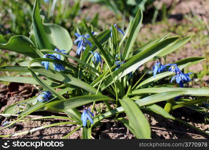 image of blue snowdrops near the house