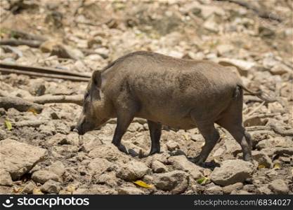 Image of boar on natural background. Wild Animals.