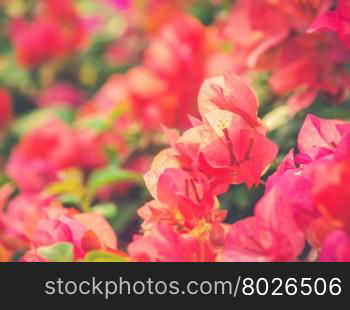 image of bright Bougainvillea (Vintage filter effect used)