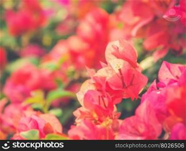 image of bright Bougainvillea (Vintage filter effect used)