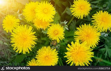 Image of bright yellow dandelion flowers with illustration effect