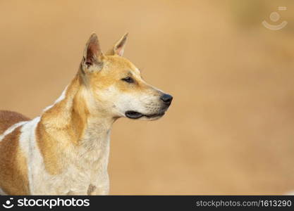 Image of Brown and white striped dog on nature background. Animal. Pet.