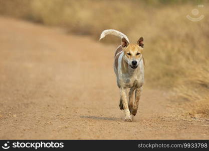 Image of Brown and white striped dog on nature background. Animal. Pet.