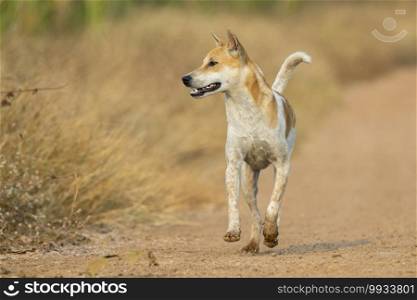 Image of Brown and white striped dog on nature background. Animal. Pet.