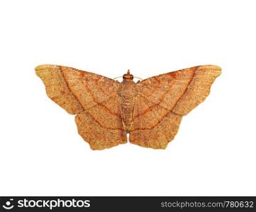 Image of brown butterfly(Moth) isolated on white background. Insect. Animals.