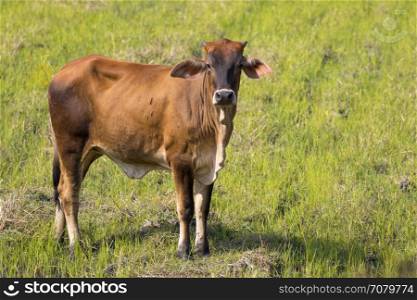 Image of brown cow on nature background. Farm Animal.