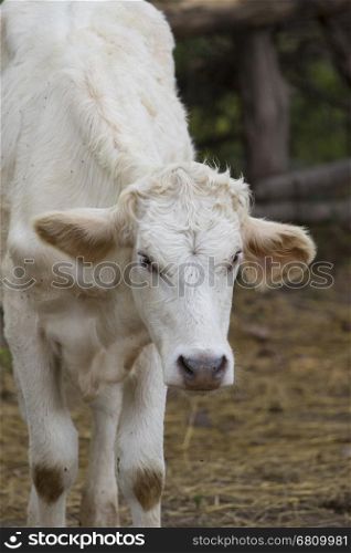 Image of brown cow on nature background. Farm Animam.