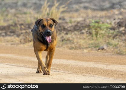 Image of brown dog on nature background. Animal. Pet. 