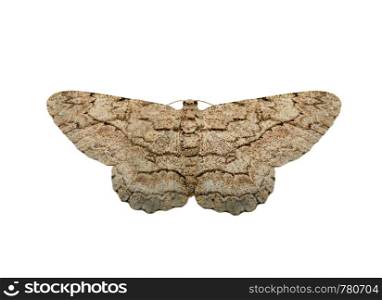 Image of brown moth (Nannoarctia tripartita) isolated on white background. Insect. Animals.