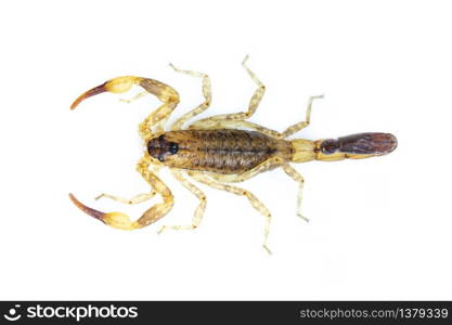 Image of brown scorpion isolated on white background. Insect. Animal.