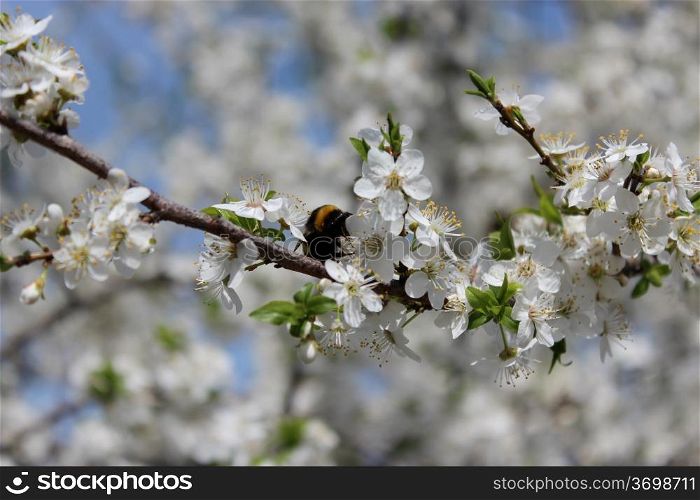 image of bumblebee on the blossoming tree of plum