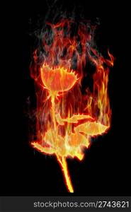 Image of burning roses on a black background