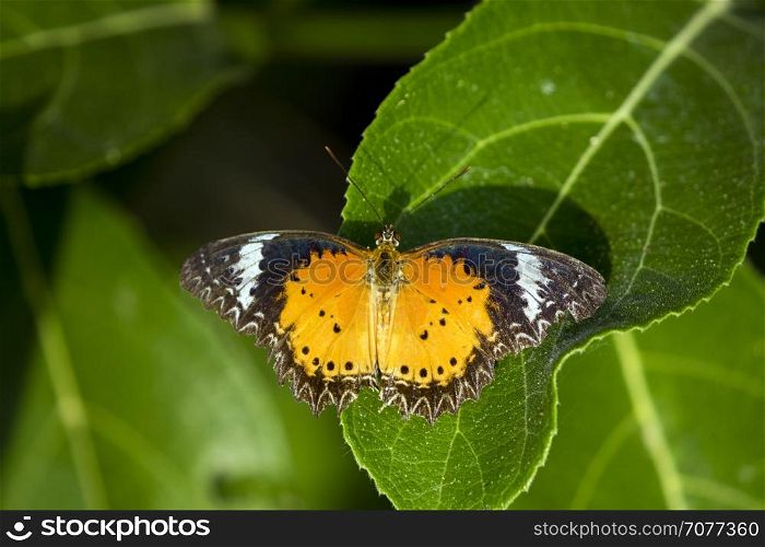 Image of butterfly perched on leaves on nature background. Insect Animals.
