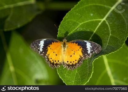 Image of butterfly perched on leaves on nature background. Insect Animals.