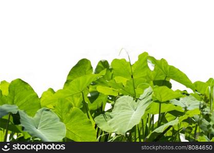 Image of caladium leaf on white background. Green leaf
