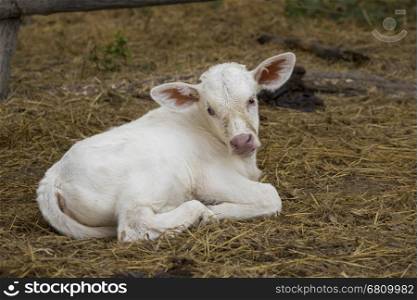 Image of calf on nature background. Farm Animam.