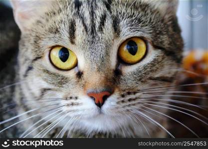 Image of cat&rsquo;s portrait with yellow eyes