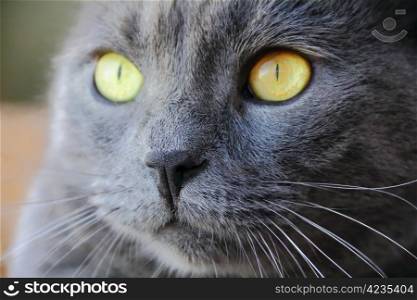 Image of cat&rsquo;s portrait with yellow eyes