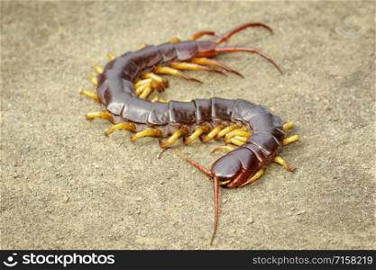 Image of centipedes or chilopoda on the ground. Animal. poisonous animals.
