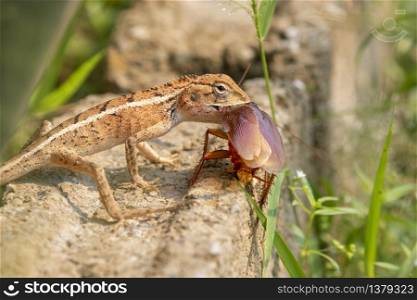 Image of chameleon eating a cockroach on nature background. Reptile, Animal,