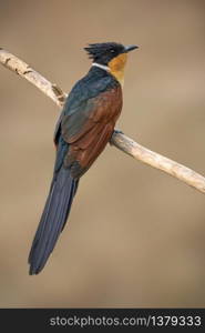 Image of Chestnut-winged Cuckoo bird(Clamator coromandus) on a branch on nature background. Bird. Animals.