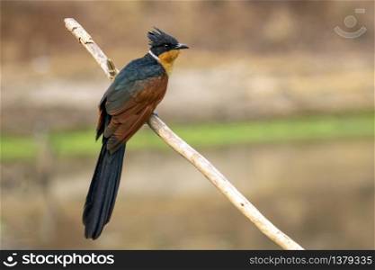 Image of Chestnut-winged Cuckoo bird(Clamator coromandus) on a branch on nature background. Bird. Animals.