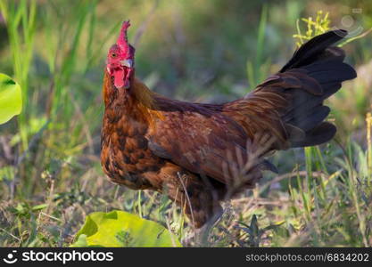 Image of chicken on nature background. Farm Animals.